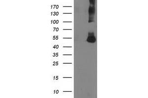 Image no. 1 for anti-Coronin, Actin Binding Protein, 1A (CORO1A) antibody (ABIN1497574) (Coronin 1a 抗体)