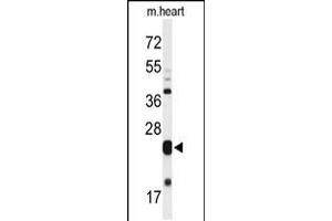 Western blot analysis of MLF1 Antibody in mouse heart tissue lysates (35ug/lane) (MLF1 抗体  (C-Term))