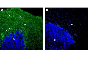Expression of Latrophilin-3 in mouse cerebellum:Immunohistochemical staining of perfusion-fixed frozen mouse brain sections using  Anti-Latrophilin-3 (extracellular) Antibody (ABIN7581821), (1:300), followed by goat anti-rabbit-AlexaFluor-488 antibody.