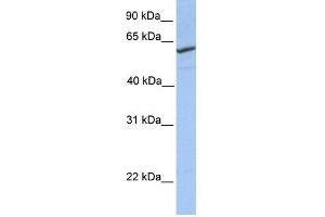 RFT1 antibody used at 1 ug/ml to detect target protein. (RFT1 抗体)