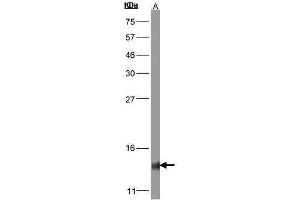 WB Image Sample(30 μg of whole cell lysate) A:Hep G2, 15% SDS PAGE antibody diluted at 1:1000 (COX5B 抗体  (Center))