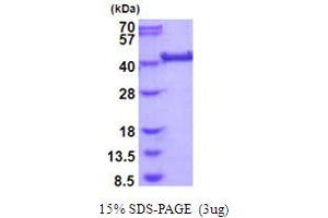 SDS-PAGE (SDS) image for LRP2 Binding Protein (LRP2BP) (AA 1-347) protein (His tag) (ABIN5854084) (LRP2BP Protein (AA 1-347) (His tag))