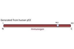 Image no. 1 for anti-Tumor Protein P53 (TP53) (full length) antibody (ABIN967416) (p53 抗体  (full length))