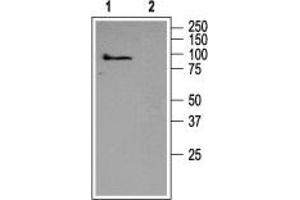 Western Blotting (WB) image for anti-Transient Receptor Potential Cation Channel, Subfamily C, Member 5 (TRPC5) (AA 959-973), (Intracellular) antibody (ABIN7043823)