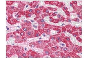 Human Liver: Formalin-Fixed, Paraffin-Embedded (FFPE) (HAAO 抗体  (N-Term))