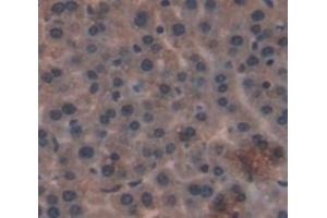 IHC-P analysis of liver tissue, with DAB staining. (GLS2 抗体  (AA 154-479))