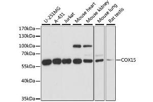 Western blot analysis of extracts of various cell lines, using COX15 antibody. (COX15 抗体)