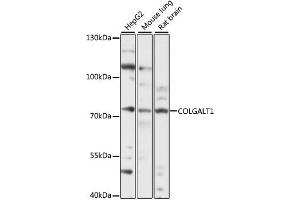 Western blot analysis of extracts of various cell lines, using COLG antibody (ABIN7267480) at 1:1000 dilution.
