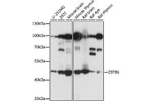 Western blot analysis of extracts of various cell lines, using ZBTB6 antibody (ABIN7271438) at 1:1000 dilution. (ZBTB6 抗体  (AA 1-220))