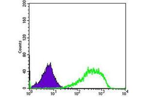 Flow cytometric analysis of Hela cells using XRCC5 mouse mAb (green) and negative control (purple).