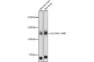 Western blot analysis of extracts of various cell lines, using SLC4 / NBC antibody (ABIN6129130, ABIN6148013, ABIN6148014 and ABIN6220962) at 1:1000 dilution. (SLC4A4 抗体  (AA 1-240))