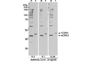 Western Blotting (WB) image for anti-Casein kappa (CSN3) (AA 325-375) antibody (ABIN7449263) (CSN3 抗体  (AA 325-375))