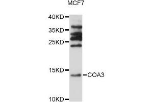 Western blot analysis of extracts of MCF7 cells, using COA3 antibody (ABIN6294037) at 1:1000 dilution. (CCDC56 抗体)