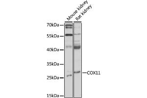 Western blot analysis of extracts of various cell lines, using COX11 antibody (ABIN7266513) at 1:1000 dilution. (COX11 抗体  (AA 140-240))