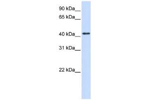Western Blotting (WB) image for anti-Protein tyrosine Phosphatase, Receptor Type, R (PTPRR) (N-Term) antibody (ABIN635845)