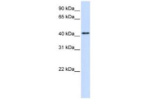 PTPRR antibody used at 1 ug/ml to detect target protein. (PTPRR 抗体  (N-Term))