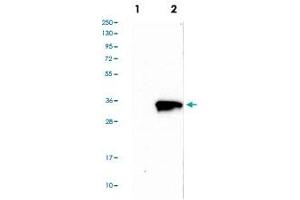 Western blot analysis of Lane 1: Negative control (vector only transfected HEK293T lysate), Lane 2: Over-expression Lysate (Co-expressed with a C-terminal myc-DDK tag (~3. (Tropomyosin 抗体  (AA 128-243))