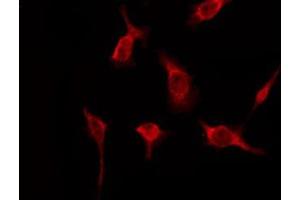 ABIN6276161 staining Hela by IF/ICC. (OR51A2 抗体  (Internal Region))