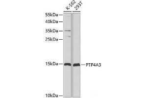 Western blot analysis of extracts of various cell lines using PTP4A3 Polyclonal Antibody at dilution of 1:1000. (PTP4A3 抗体)
