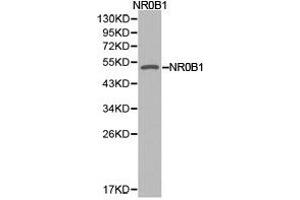 Western Blotting (WB) image for anti-Nuclear Receptor Subfamily 0, Group B, Member 1 (NR0B1) antibody (ABIN1873945) (NR0B1 抗体)