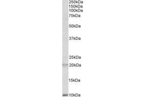 AP23709PU-N DEFA1/3 antibody staining of Human Spleen lysate at 2 µg/ml (35µg protein in RIPA buffer). (alpha Defensin 1 抗体  (Internal Region))