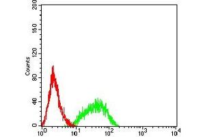 Flow cytometric analysis of HL-60 cells using RAB27B mouse mAb (green) and negative control (red).