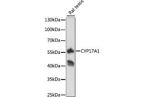 Western blot analysis of extracts of rat testis, using CYP17 antibody (373) at 1:500 dilution. (CYP17A1 抗体  (AA 209-508))