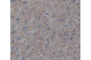 IHC-P analysis of liver tissue, with DAB staining. (HFE2 抗体  (AA 36-200))