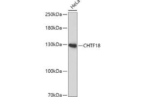 Western blot analysis of extracts of HeLa cells, using CHTF18 antibody (ABIN7266535) at 1:1000 dilution. (CTF18 抗体  (AA 794-975))