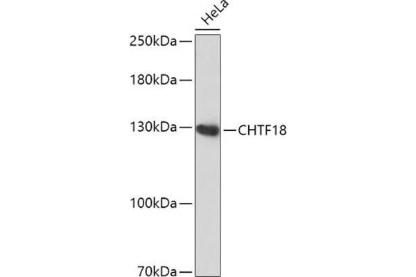 CTF18 抗体  (AA 794-975)