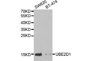 Western blot analysis of extracts of various cell lines, using UBE2D1 antibody. (UBE2D1 抗体  (AA 1-147))