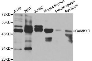 Western blot analysis of extracts of various cell lines, using CAMK1D antibody. (CAMK1D 抗体)