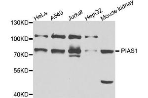 Western blot analysis of extracts of various cell lines, using PIAS1 antibody (ABIN5995668) at 1/1000 dilution. (PIAS1 抗体)
