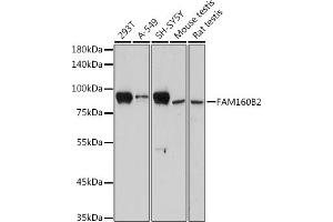 Western blot analysis of extracts of various cell lines, using FB2 antibody (ABIN7267111) at 1:1000 dilution. (FAM160B2 抗体)