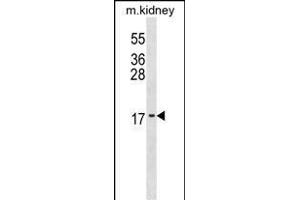 ID3 Antibody (N-term) (ABIN1539642 and ABIN2848788) western blot analysis in mouse kidney tissue lysates (35 μg/lane). (ID3 抗体  (N-Term))