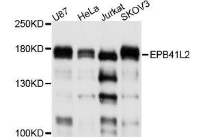 Western blot analysis of extracts of various cell lines, using EPB41L2 antibody (ABIN5996316) at 1/1000 dilution. (EPB41L2 抗体)