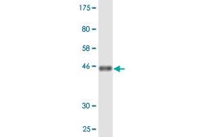 Western Blot detection against Immunogen (46. (PMVK 抗体  (AA 1-192))