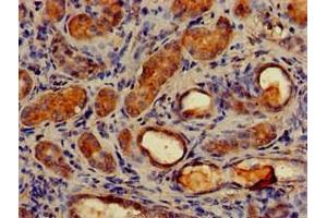 Immunohistochemistry of paraffin-embedded human kidney tissue using ABIN7159786 at dilution of 1:100 (LC3C 抗体  (AA 1-30))