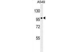 Western Blotting (WB) image for anti-Zinc Finger E-Box Binding Homeobox 1 (ZEB1) antibody (ABIN2906392) (ZEB1 抗体)