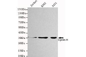 Western blot detection of Cyclin H in Jurkat,K562 and A431 cell lysates using Cyclin H mouse mAb (1:1000 diluted). (Cyclin H 抗体)