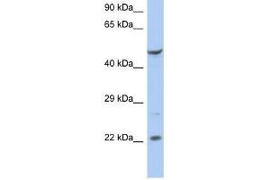 FLJ44894 antibody used at 0. (FLJ44894 抗体  (N-Term))