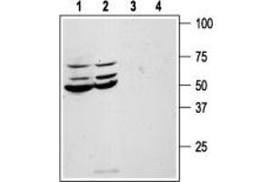 Western Blotting (WB) image for anti-Coagulation Factor II (thrombin) Receptor (F2R) (AA 61-76), (Extracellular) antibody (ABIN7043073)