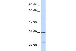 WB Suggested Anti-NUSAP1 Antibody Titration:  0. (NUSAP1 抗体  (C-Term))