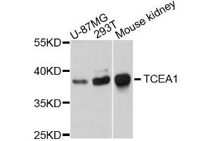 Western blot analysis of extracts of various cells, using TCEA1 antibody. (TCEA1 抗体)