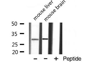 Western blot analysis of extracts of various tissue ,using AIBP antibody (APOA1BP 抗体  (Internal Region))