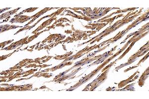 Detection of CAV1 in Mouse Cardiac Muscle Tissue using Polyclonal Antibody to Caveolin 1 (CAV1) (Caveolin-1 抗体  (AA 2-104))