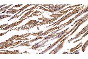Detection of CAV1 in Mouse Cardiac Muscle Tissue using Polyclonal Antibody to Caveolin 1 (CAV1)