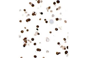 anti-Myc Tag (AA 410-419) antibody