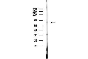 anti-Leucine Rich Repeat and Ig Domain Containing 2 (LINGO2) (Internal Region) antibody
