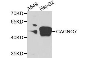 Western blot analysis of extracts of various cells, using CACNG7 antibody. (CACNG7 抗体)